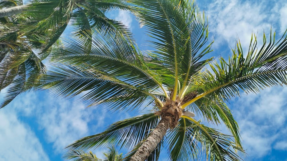 Mini Roadtrip Mexico palmbomen