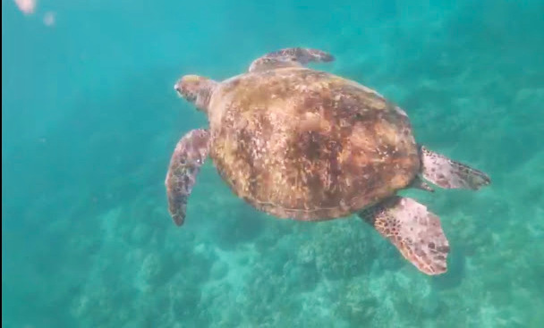 zeeschildpad Filipijnen