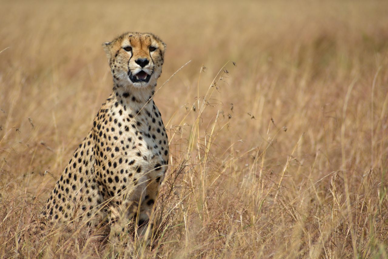 Maasai Mara Cheetah