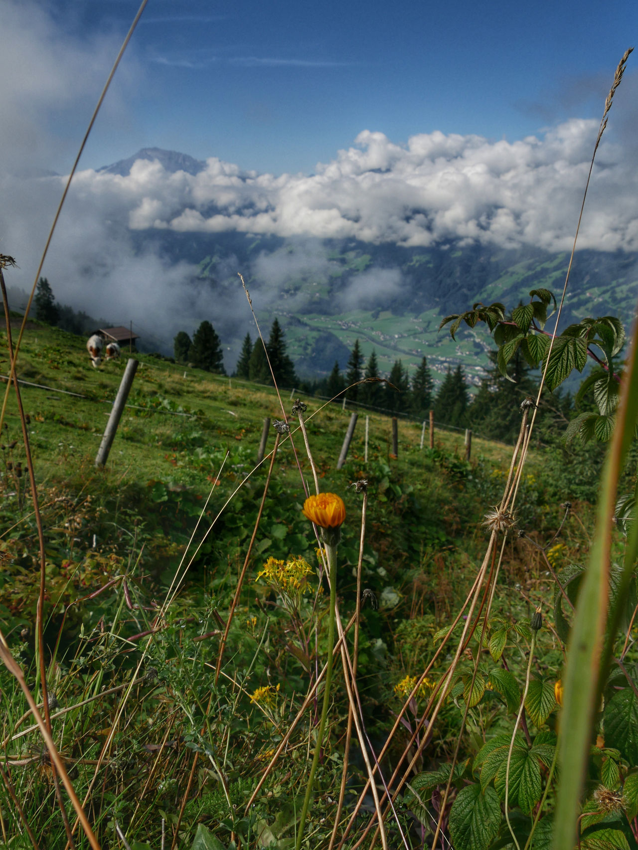 Zillertal bergen Tirol Oostenrijk
