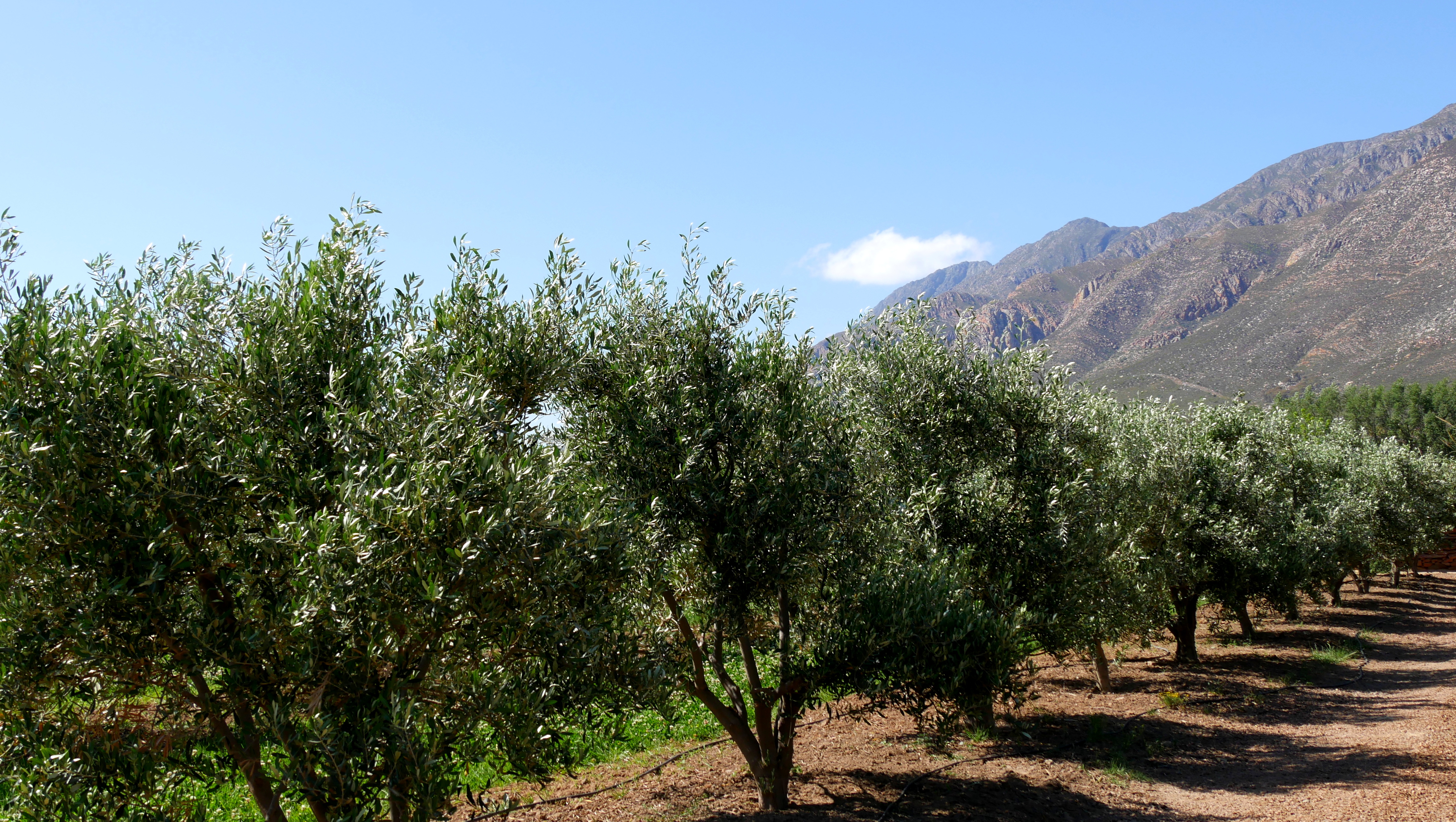 Olive Stone Farm Montagu olive trees