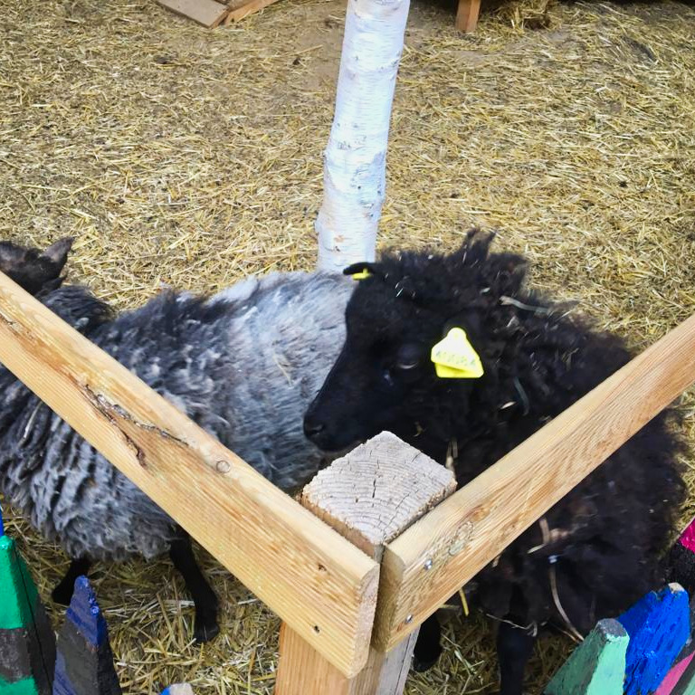 Parijs FOTO 10 SCHAPEN KINDERBOEDERIJ GOUTTE DOR