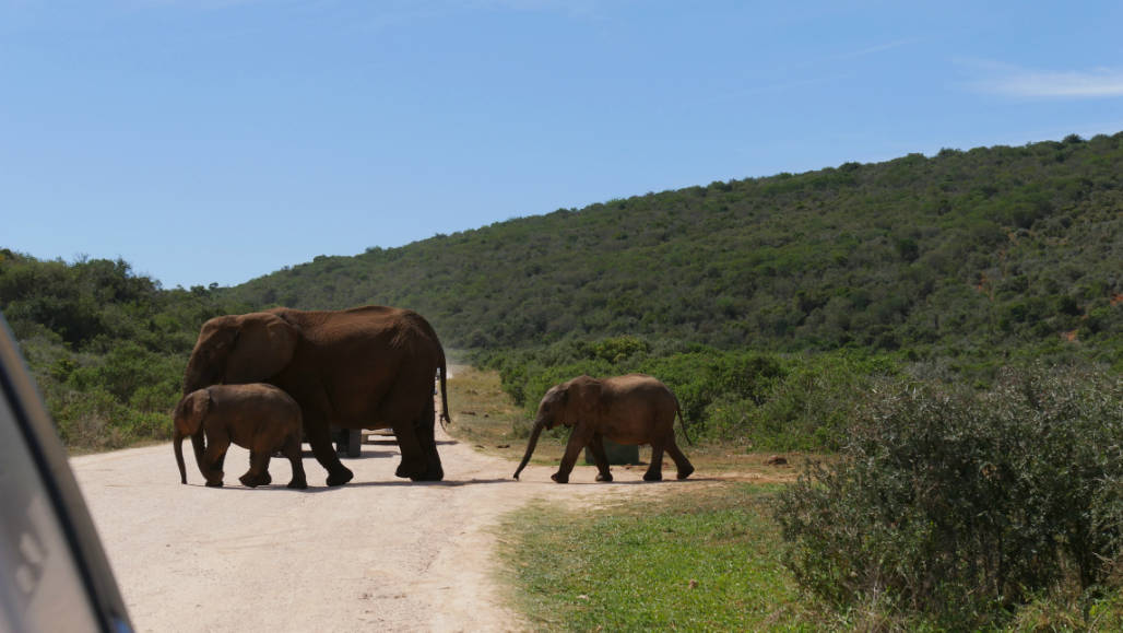 auto huren zuid afrika selfdrive