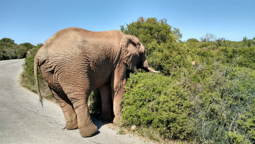 auto huren zuid afrika veilig