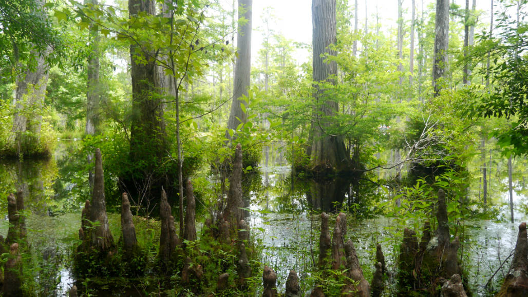 Charleston Cypress Gardens