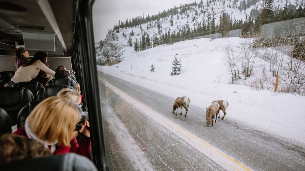 WatchingWildlifeinBus Darren Roberts Photography CR