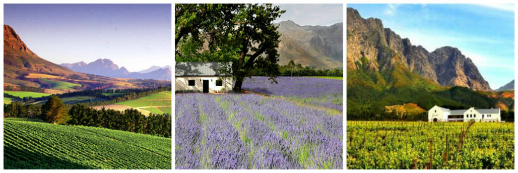 StellenboschCollage