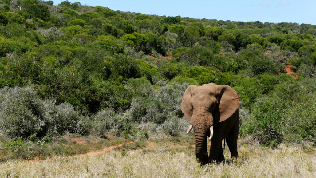 Addo Elephant National Park