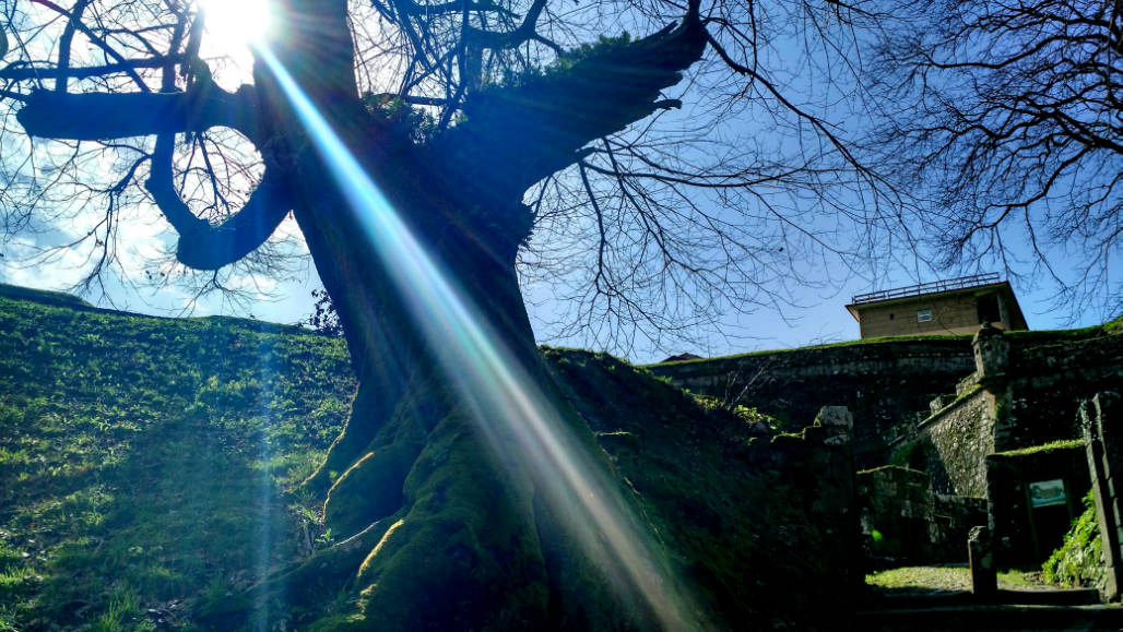 historical tree Valenca Portugal