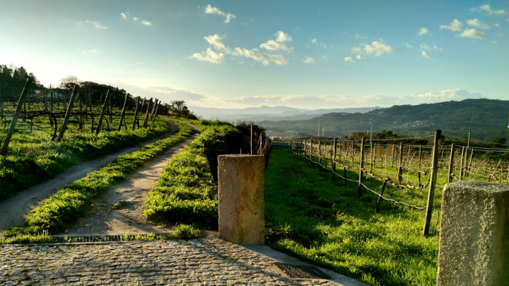 wineyards Alto Minho