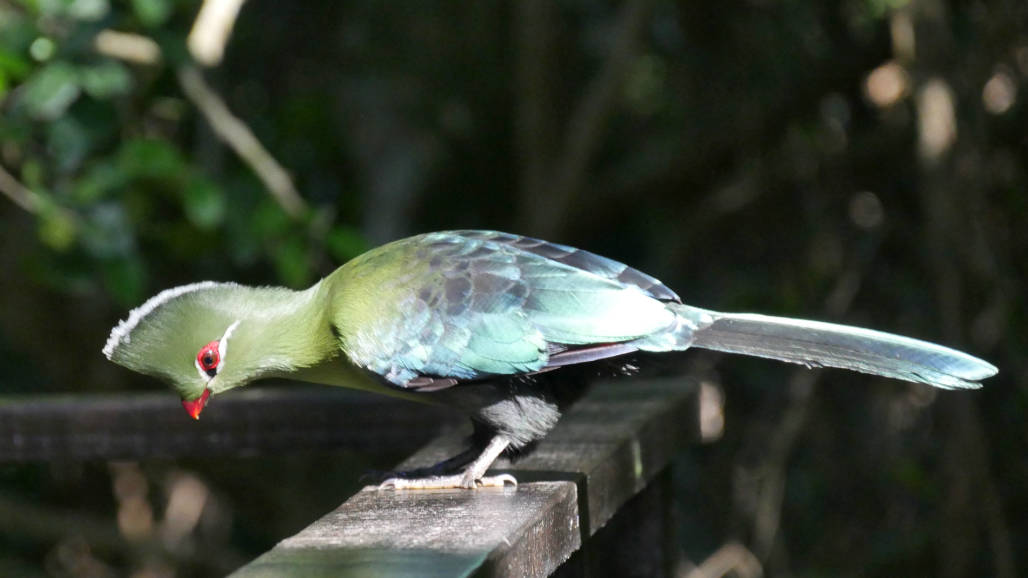 Knysna wildlife