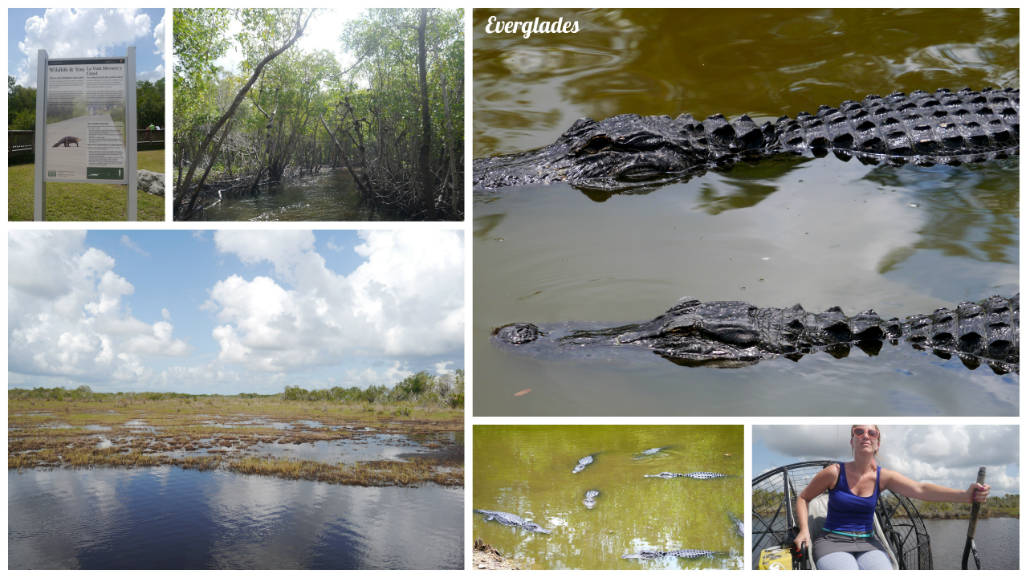 Everglades3