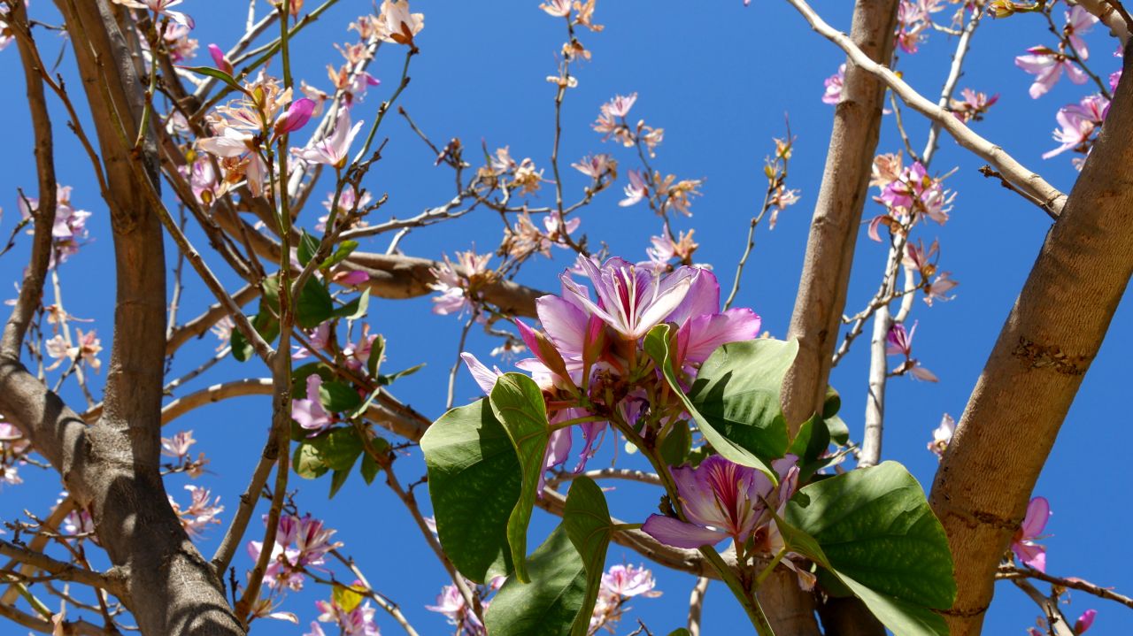 Montagu Tuin Route roses