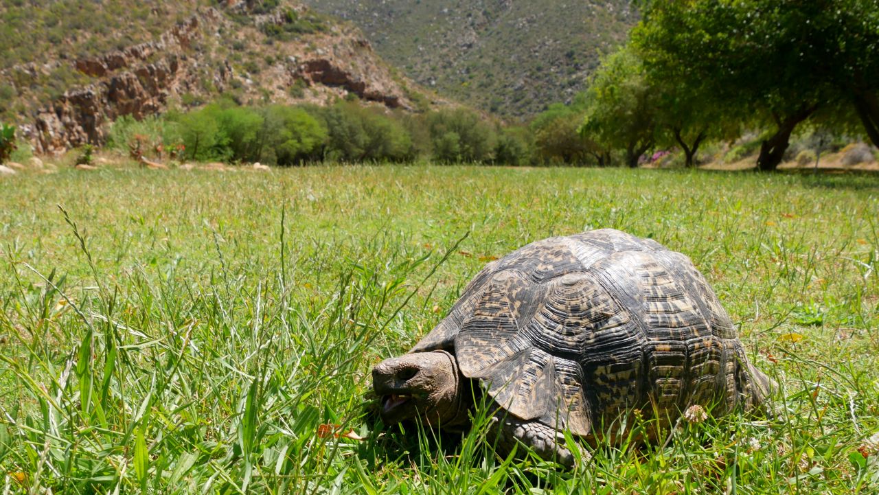 Montagu turtle Garden Route