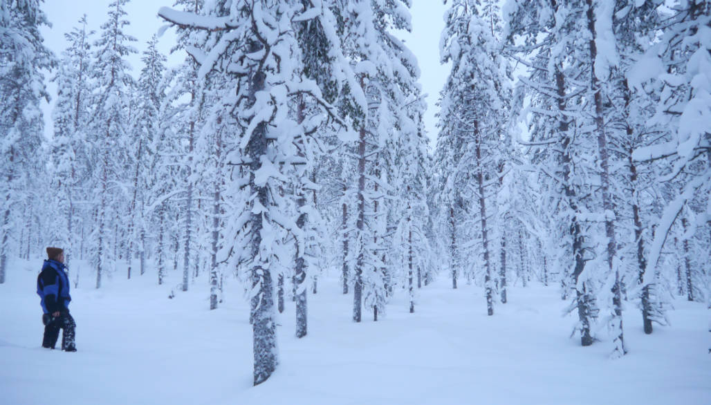 sneeuwschoen wandelen activiteit lapland