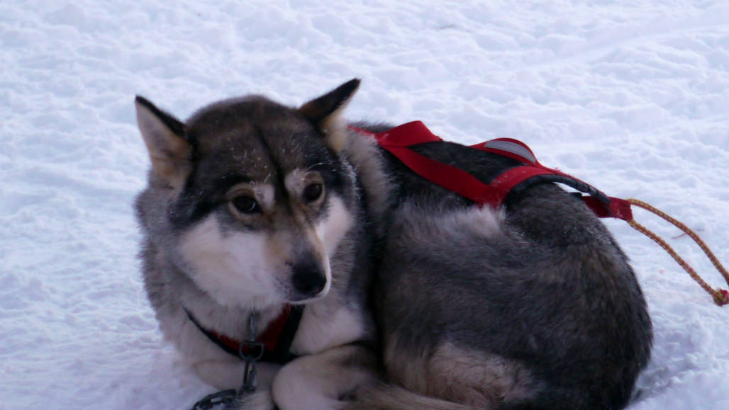 husky snow rovaniemi lapland