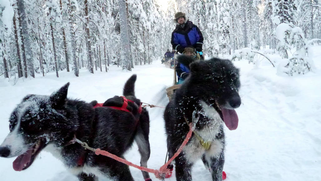 husky farm rovaniemi lapland