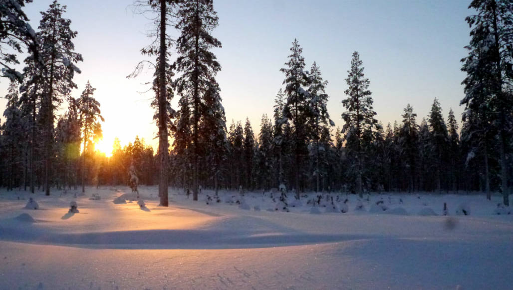 sneeuw landschap rovaniemi lapland