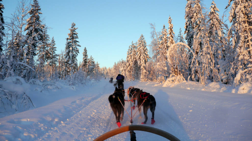 husky tocht rovaniemi lapland