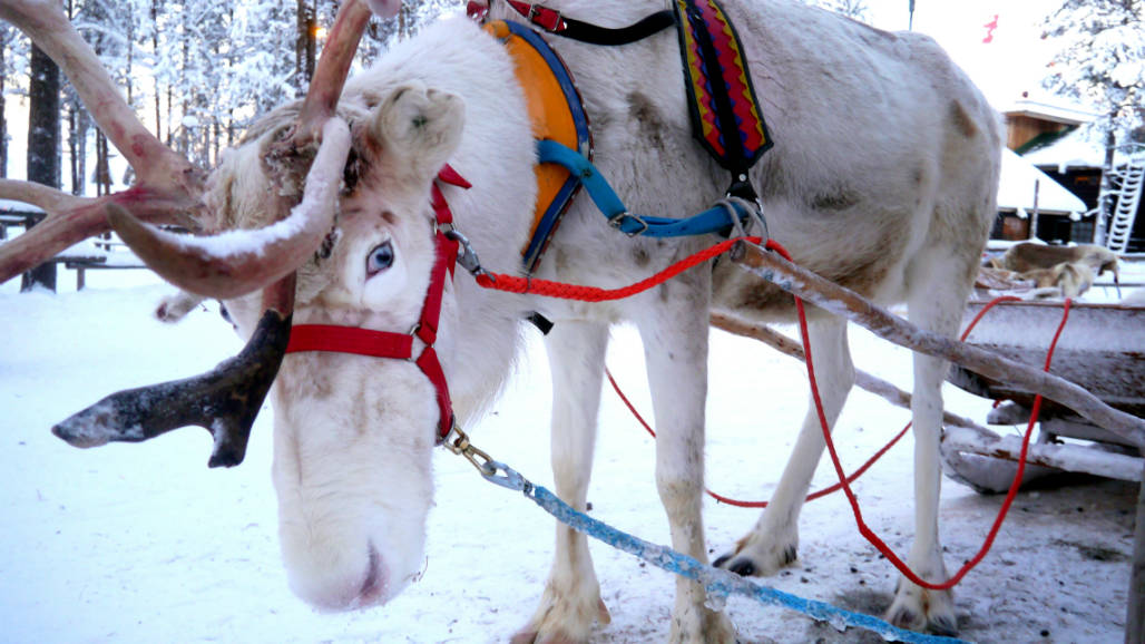 rendier rovaniemi lapland