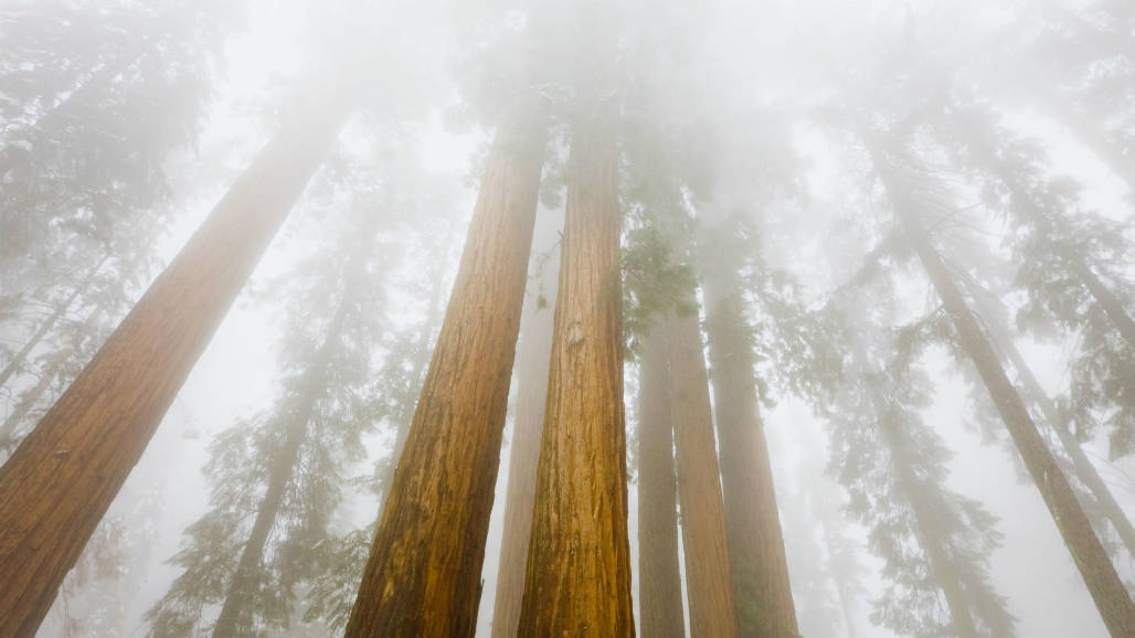 Sequoia