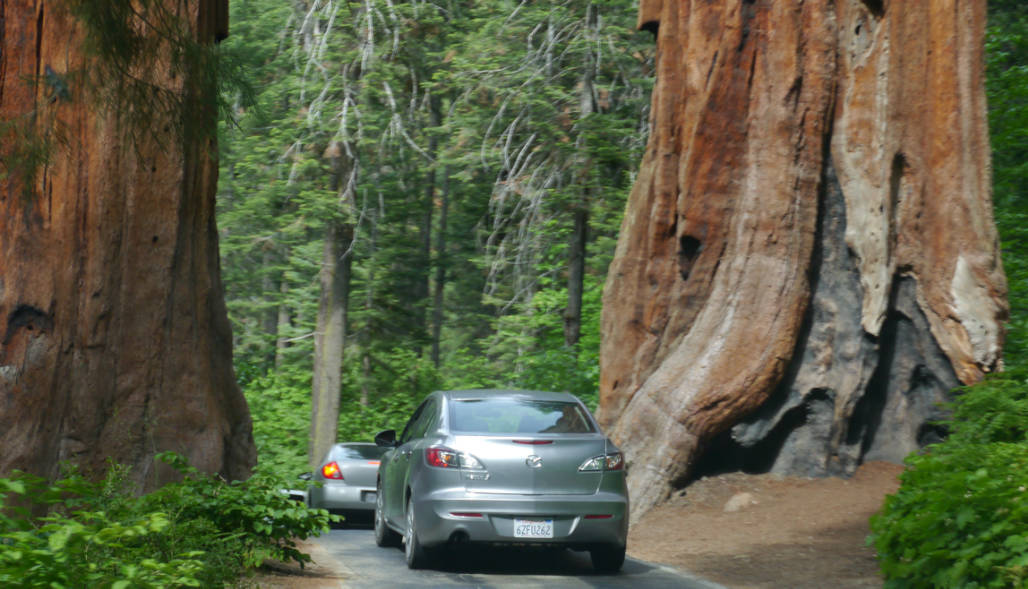 Sequoia route