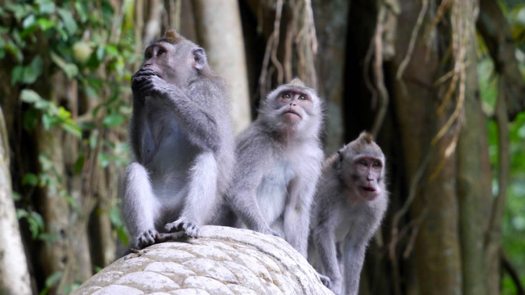 Monkey Forest Ubud