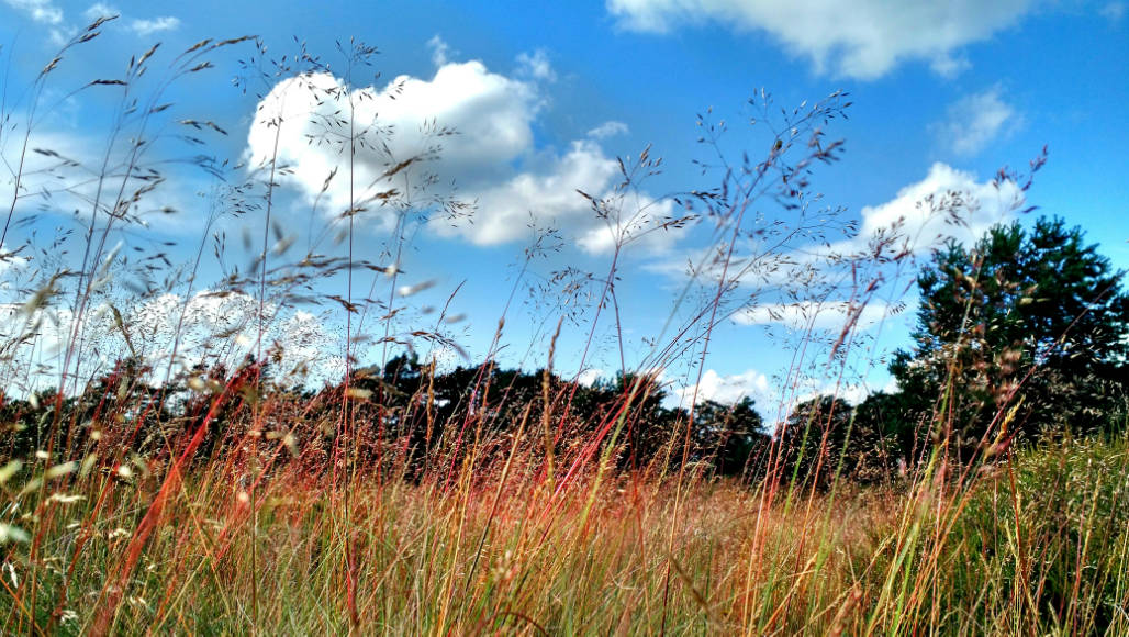 Veluwe Nationaal Park de Hoge veluwe