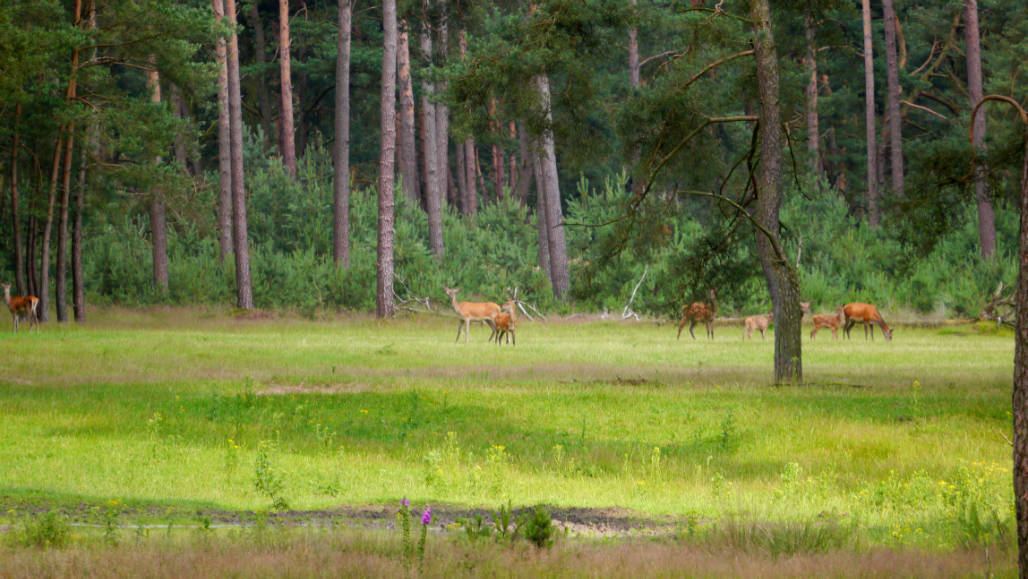 Veluwe activiteit wild spotten wildobservaties