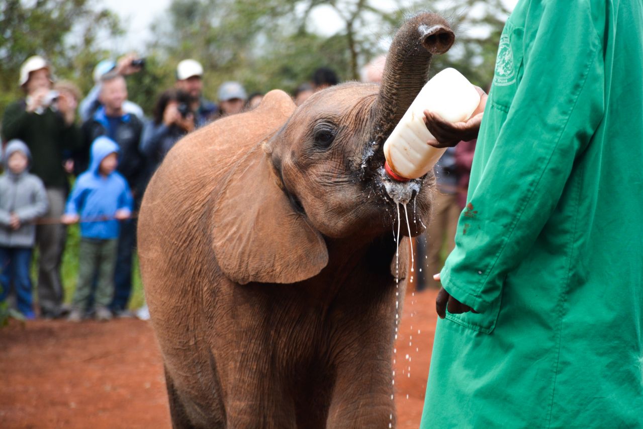 David Sheldrick Orphanage