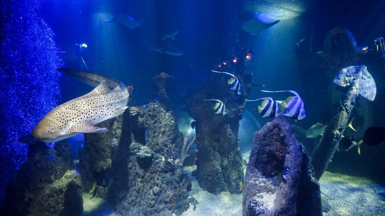 Sealife Belgie2