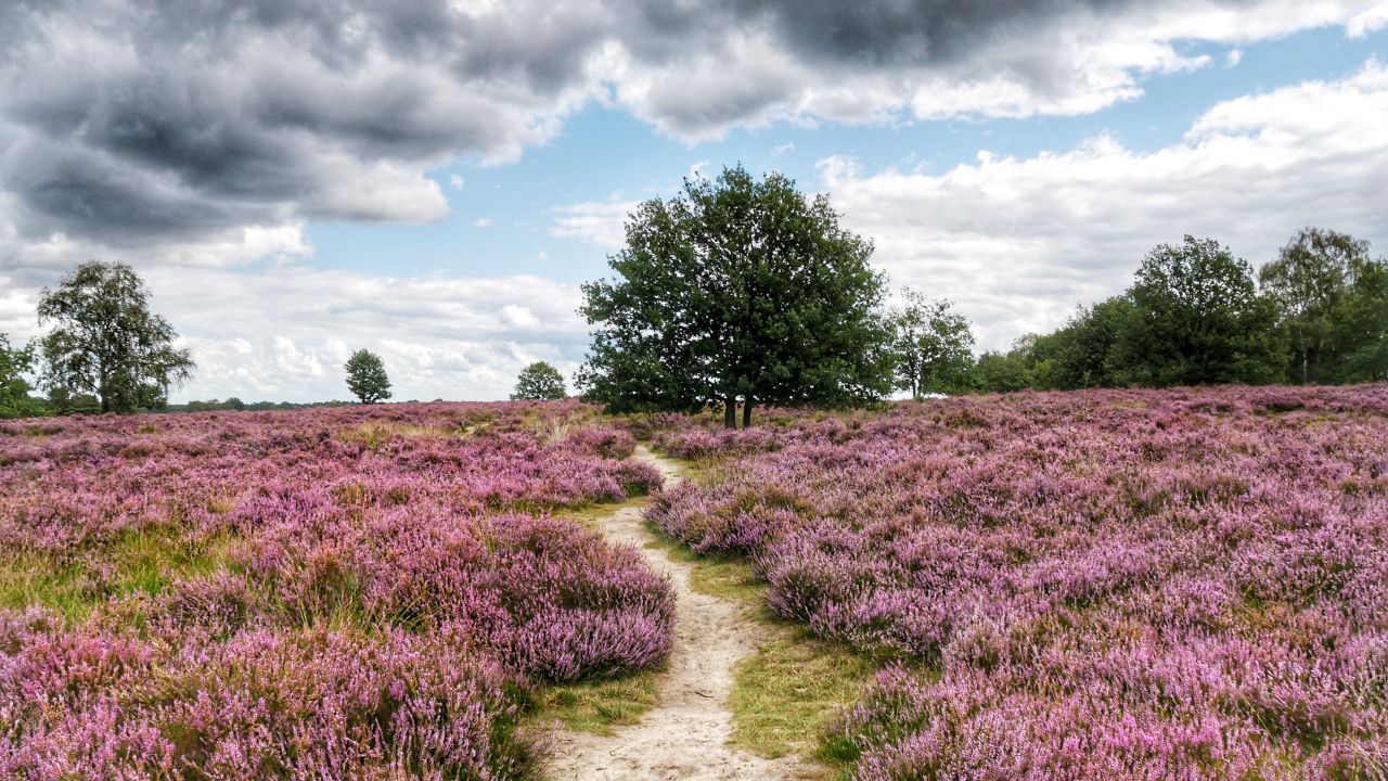 Ermelosche Heide Veluwe