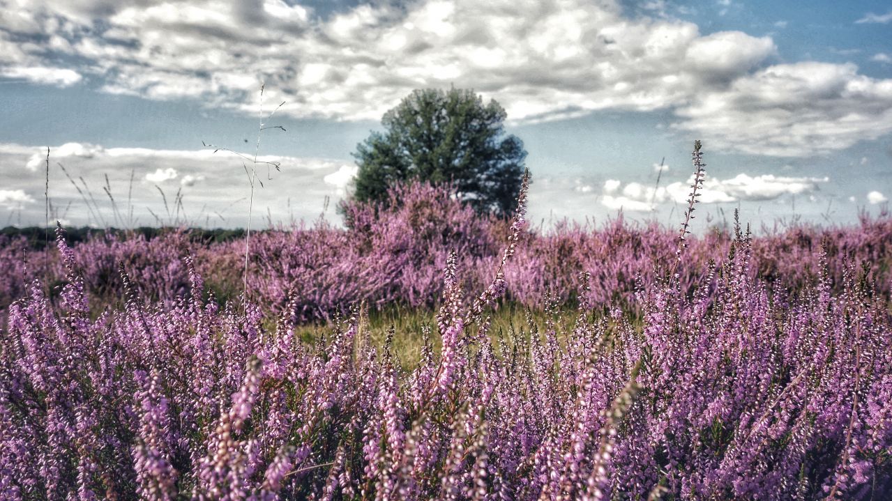 Ermelosche Heide Veluwe2