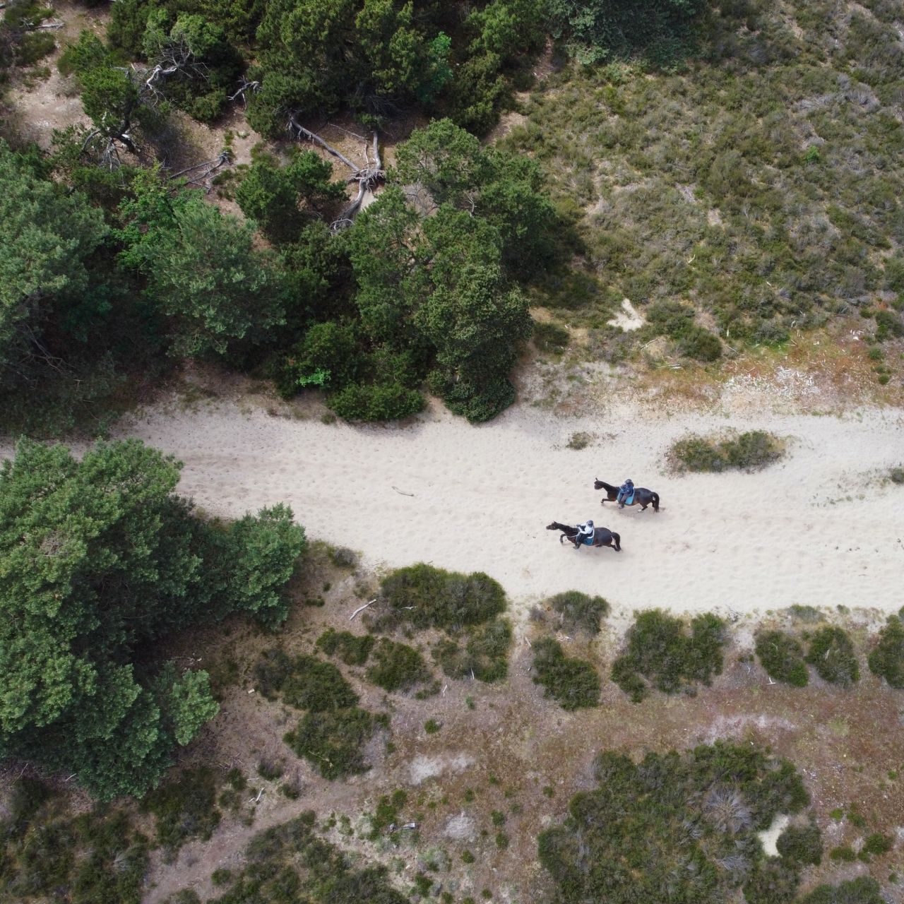 Landal Kaatsheuvel Loonse en Drunense Duinen paardrijden