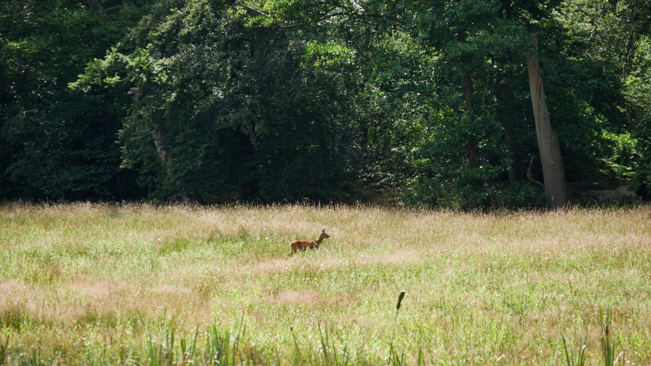 Boerderijlodges OP10 Delden reetjes