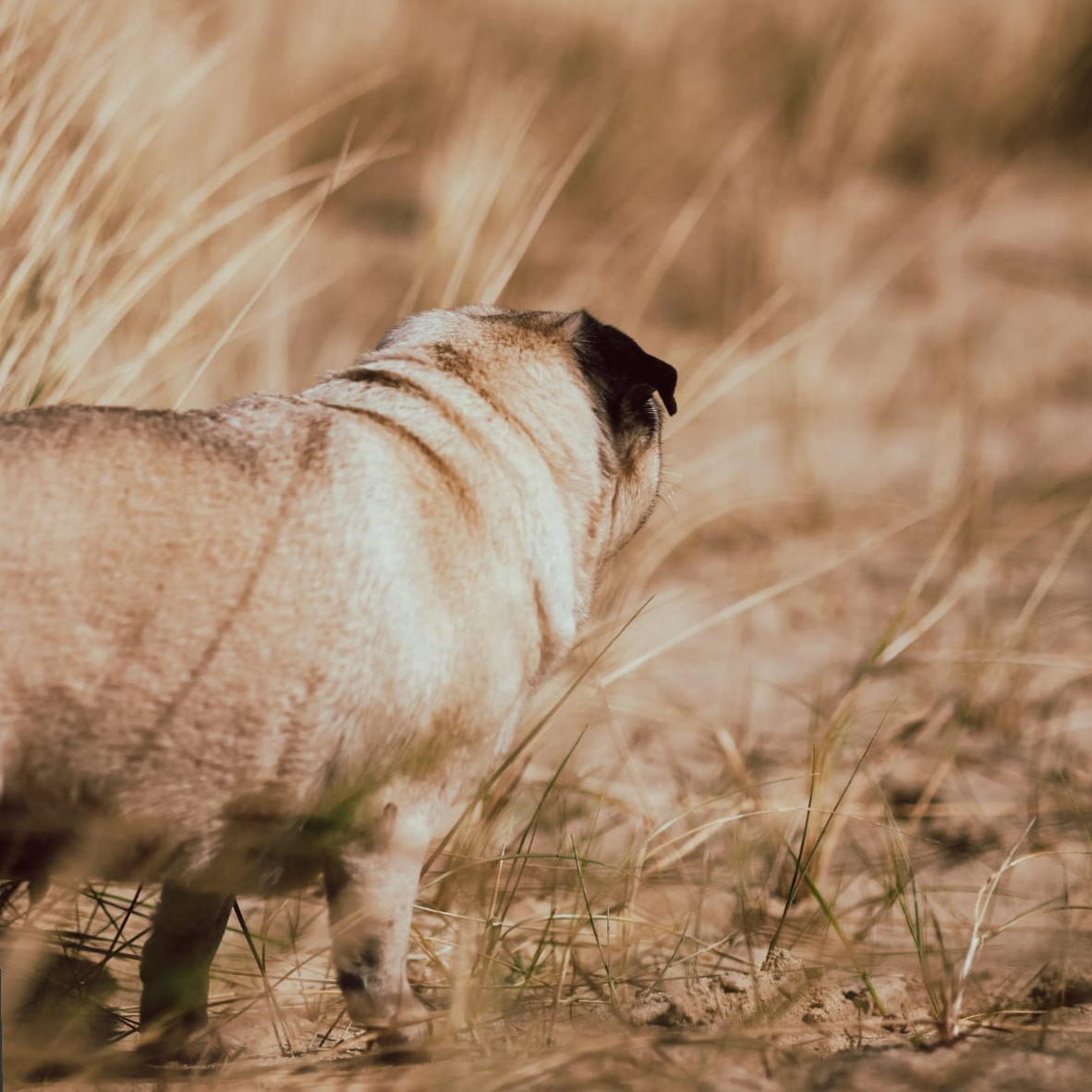 Parc Ganuenta Zeeland met hond