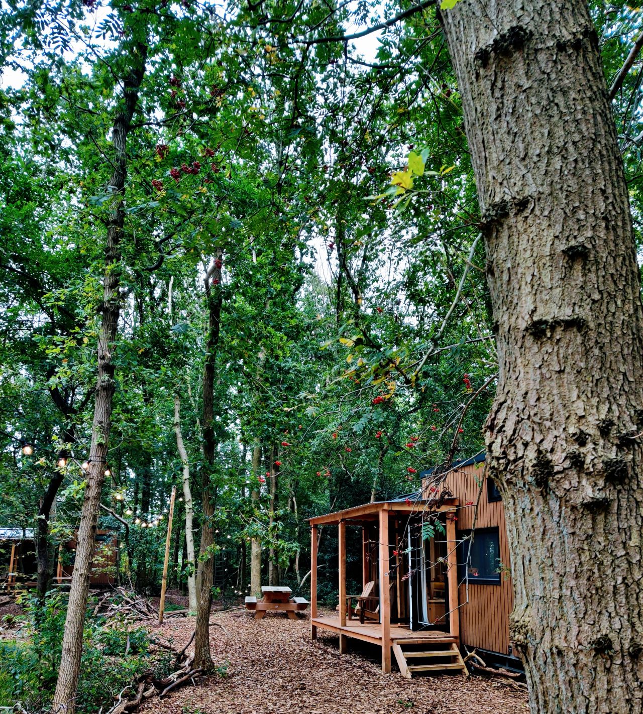 Tinyparks Tinyhouse in het bos 28