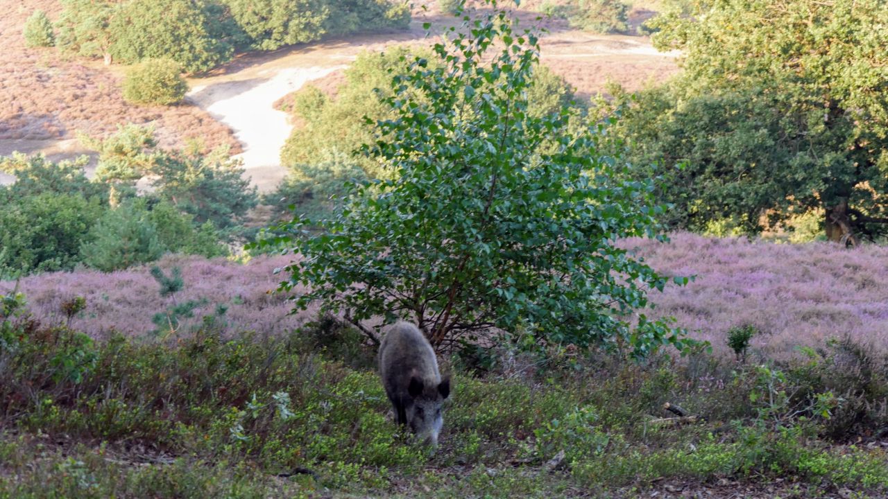 Boutique hotel Beekhuizen Veluwe Posbank wild zwijn