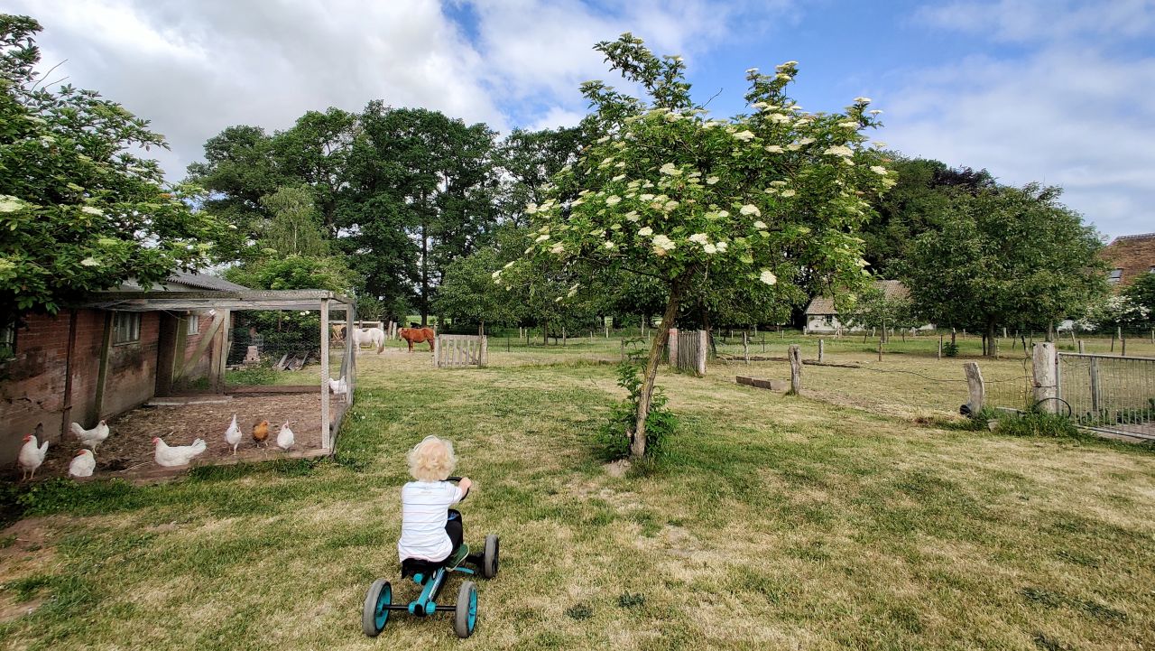 De Kleine Wildenberg Deventer boerderijdieren2