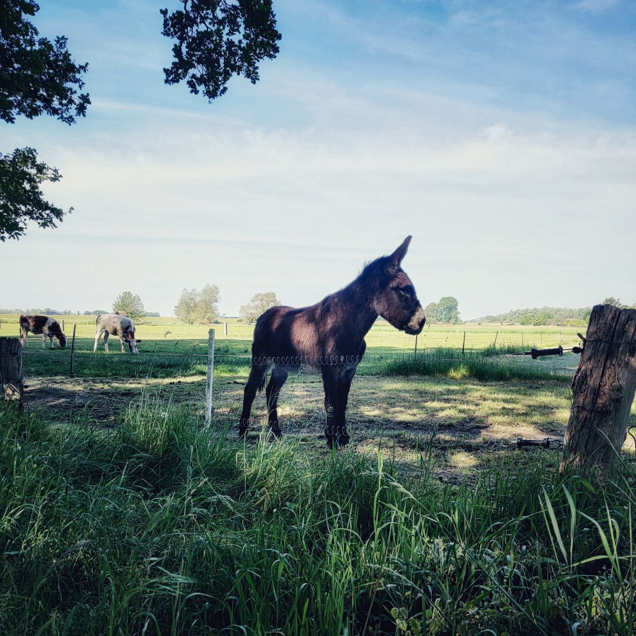 De Kleine Wildenberg Deventer ezeltje