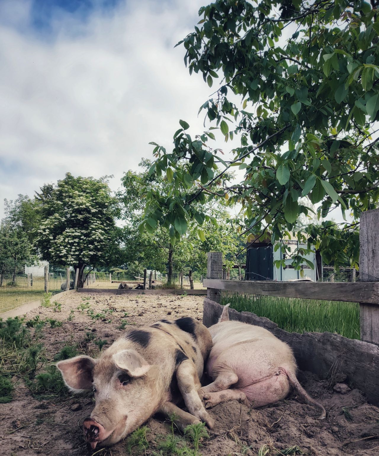 De Kleine Wildenberg Deventer varkentjes