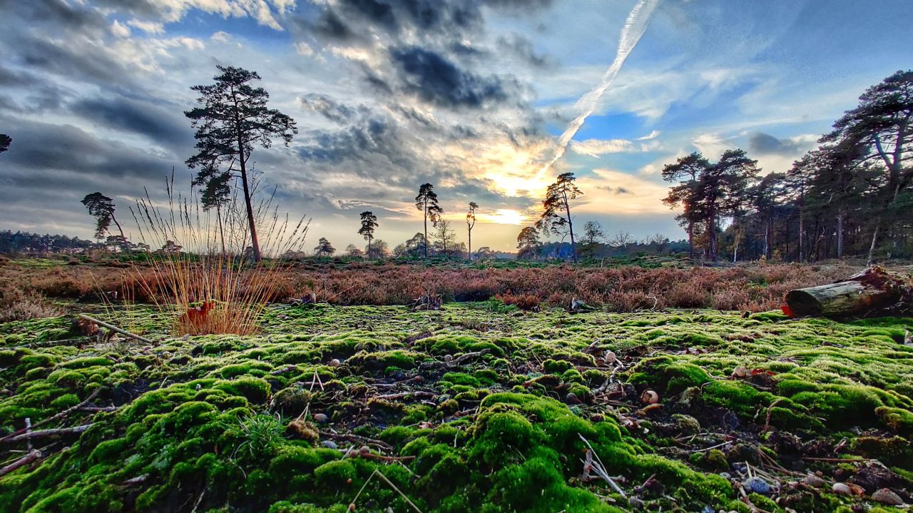 Hulsthorsterzandduinen Veluwe2