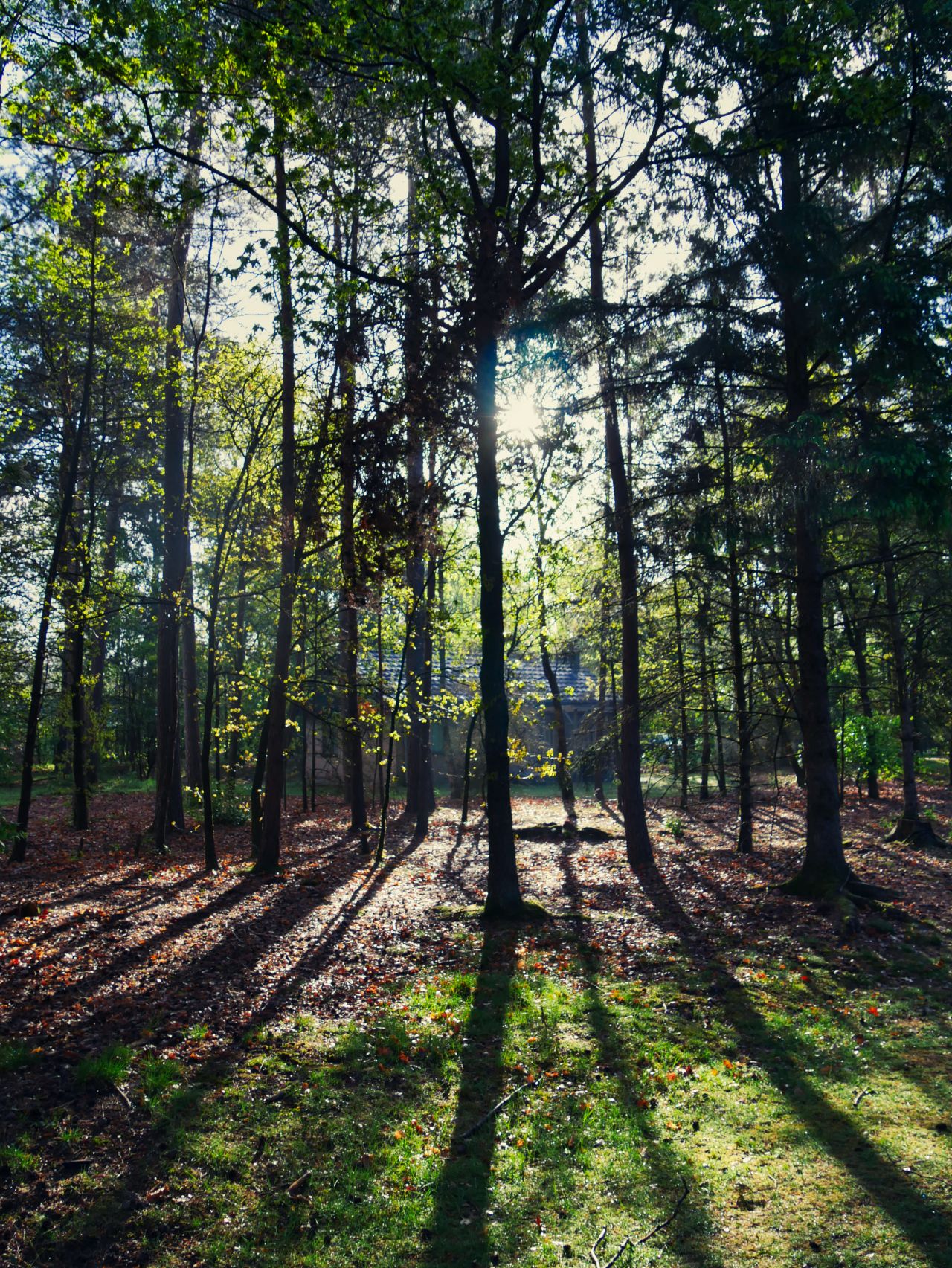 Landal Rabbit Hill Veluwe12