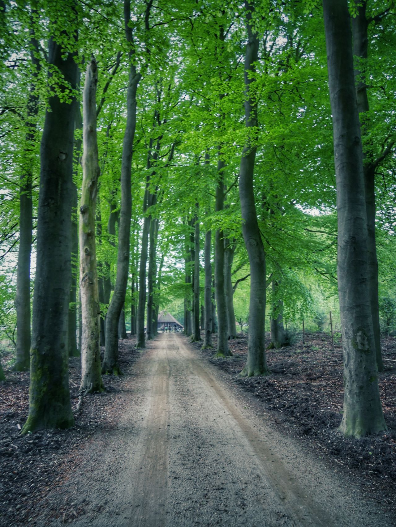 Veluwe Hoog Buurloo