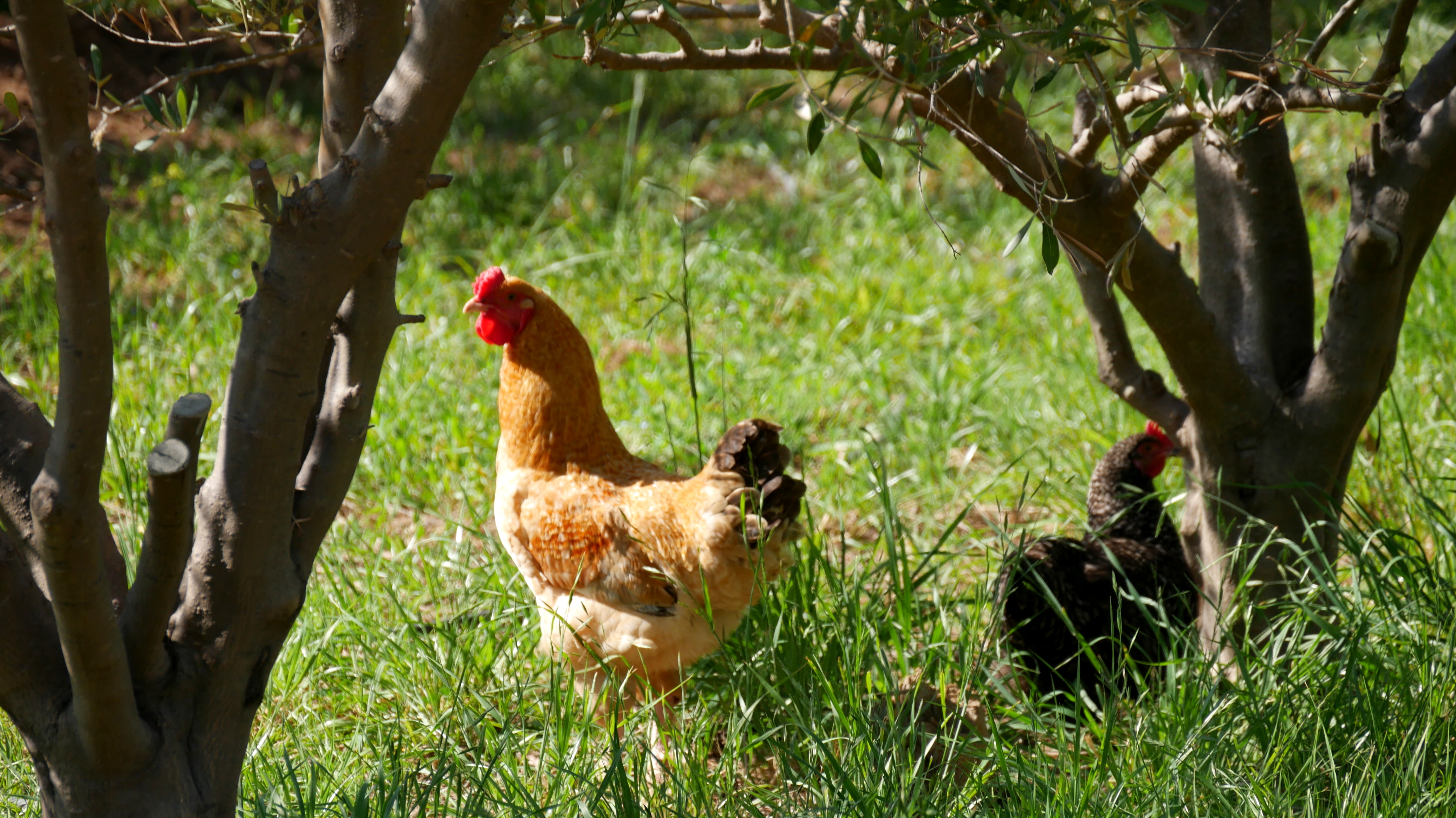 Olive Stone Farm Montagu chicken