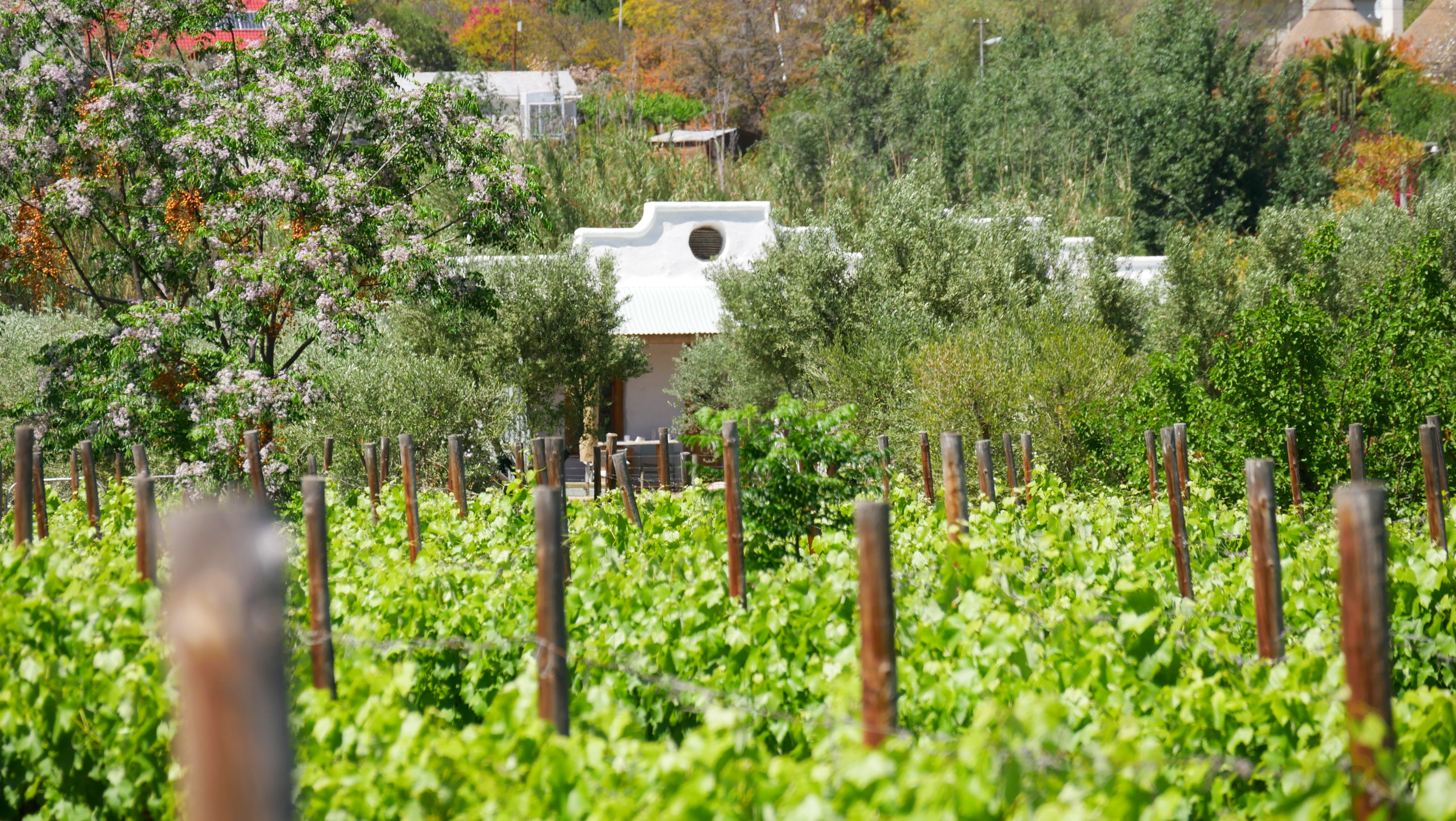 Olive Stone Farm garden