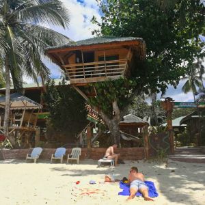 coconut tree Filipijnen