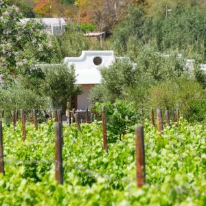 Montagu Olive Stone Farm olive garden