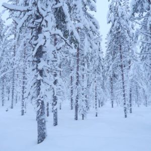 wintersport dichtbij