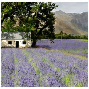 StellenboschCollage